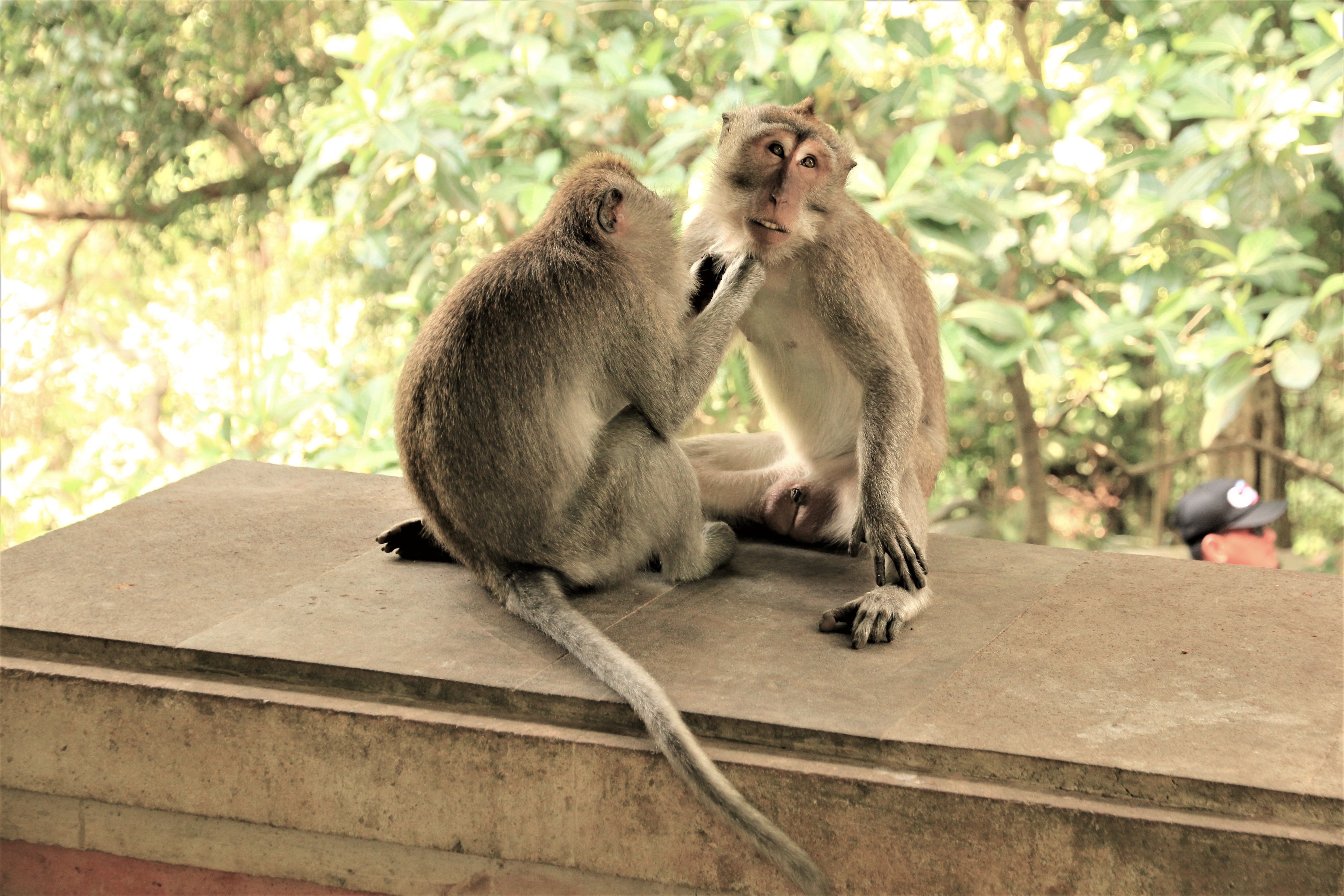 Ubud monkeys